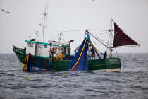 Pêche a la sardine pour la Quiberonaise © Philip Plisson / Plisson La Trinité / AA26420 - Nos reportages photos - Bateau de pêche