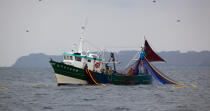 Pêche a la sardine pour la Quiberonaise © Philip Plisson / Plisson La Trinité / AA26421 - Nos reportages photos - Bateau de pêche