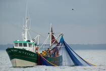 Pêche a la sardine pour la Quiberonaise © Philip Plisson / Plisson La Trinité / AA26422 - Nos reportages photos - Bateau de pêche