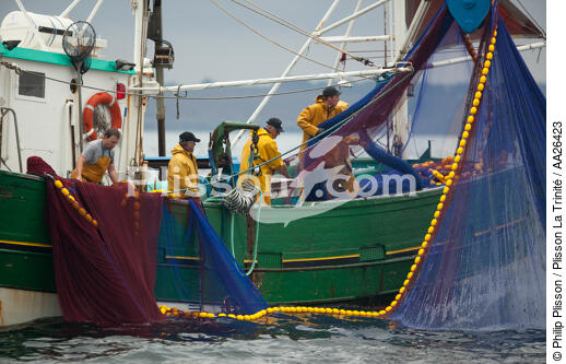 Pêche a la sardine pour la Quiberonaise - © Philip Plisson / Plisson La Trinité / AA26423 - Nos reportages photos - Pêcheur