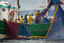 Pêche a la sardine pour la Quiberonaise © Philip Plisson / Plisson La Trinité / AA26423 - Nos reportages photos - Bateau de pêche