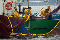 Pêche a la sardine pour la Quiberonaise © Philip Plisson / Plisson La Trinité / AA26424 - Nos reportages photos - Bateau de pêche