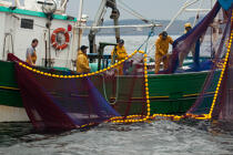 Pêche a la sardine pour la Quiberonaise © Philip Plisson / Plisson La Trinité / AA26425 - Nos reportages photos - Bateau de pêche