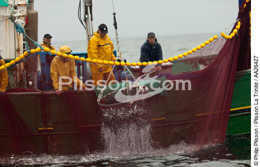 Sardine fishing boat . - © Philip Plisson / Plisson La Trinité / AA26427 - Photo Galleries - Fisherman