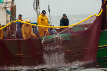Sardine fishing boat . © Philip Plisson / Pêcheur d’Images / AA26427 - Photo Galleries - Sardine fishing