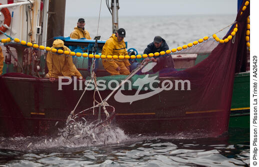 Pêche a la sardine pour la Quiberonaise - © Philip Plisson / Plisson La Trinité / AA26429 - Nos reportages photos - Bateau de pêche