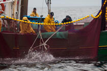 Pêche a la sardine pour la Quiberonaise © Philip Plisson / Plisson La Trinité / AA26429 - Nos reportages photos - Métier