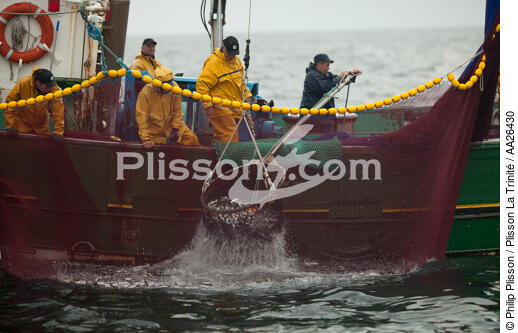 Pêche a la sardine pour la Quiberonaise - © Philip Plisson / Plisson La Trinité / AA26430 - Nos reportages photos - La pêche à la sardine