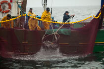 Pêche a la sardine pour la Quiberonaise © Philip Plisson / Plisson La Trinité / AA26430 - Nos reportages photos - Bateau de pêche