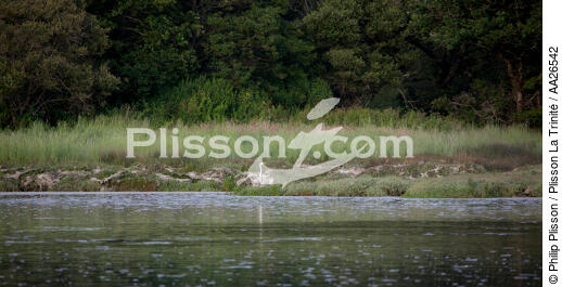 La rivière de Crac'h - © Philip Plisson / Plisson La Trinité / AA26542 - Nos reportages photos - Faune et Flore