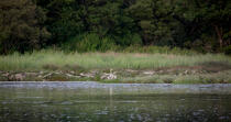 La rivière de Crac'h © Philip Plisson / Plisson La Trinité / AA26542 - Nos reportages photos - Oiseau de marais