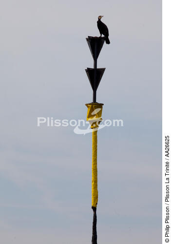 Cardinale sud dans le Golfe du Morbihan - © Philip Plisson / Plisson La Trinité / AA26625 - Nos reportages photos - Cardinale sud