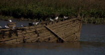 Wreck on the Blavet. © Philip Plisson / Plisson La Trinité / AA26679 - Photo Galleries - River [56]