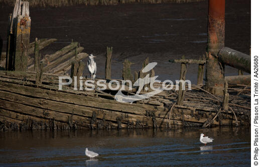 Wreck on the Blavet. - © Philip Plisson / Plisson La Trinité / AA26680 - Photo Galleries - River [56]