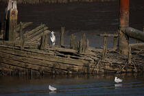 Wreck on the Blavet. © Philip Plisson / Plisson La Trinité / AA26680 - Photo Galleries - Blavet [The River of]