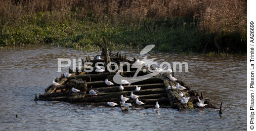 Wreck on the Blavet. - © Philip Plisson / Plisson La Trinité / AA26699 - Photo Galleries - River [56]