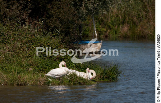 La Vilaine river - © Philip Plisson / Plisson La Trinité / AA26820 - Photo Galleries - Marshland bird
