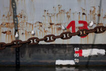 Shipwreck on Alder. © Philip Plisson / Plisson La Trinité / AA26870 - Photo Galleries - Seabird