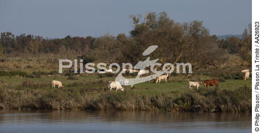 The Loire river - © Philip Plisson / Plisson La Trinité / AA26923 - Photo Galleries - Fauna