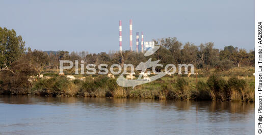 La Loire - © Philip Plisson / Plisson La Trinité / AA26924 - Nos reportages photos - Elevage