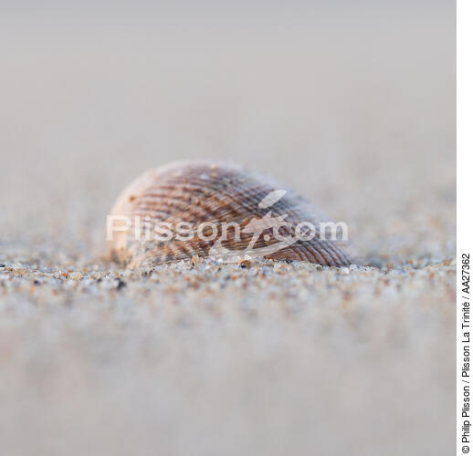 Shell - © Philip Plisson / Plisson La Trinité / AA27362 - Photo Galleries - Square format
