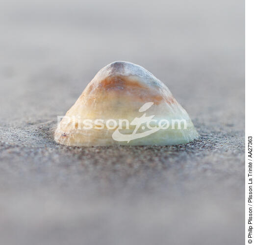 Shell - © Philip Plisson / Plisson La Trinité / AA27363 - Photo Galleries - Square format