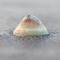 Shell © Philip Plisson / Plisson La Trinité / AA27363 - Photo Galleries - Sea decoration