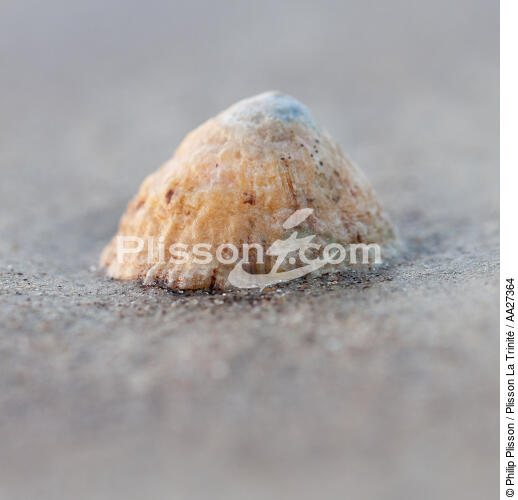 Shell - © Philip Plisson / Plisson La Trinité / AA27364 - Photo Galleries - Square format