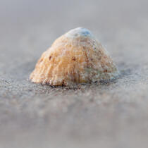 Shell © Philip Plisson / Plisson La Trinité / AA27364 - Photo Galleries - Square format