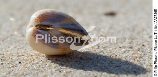 Shell - © Philip Plisson / Plisson La Trinité / AA27365 - Photo Galleries - Fauna