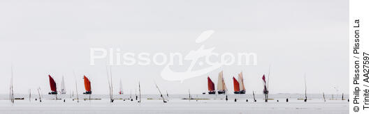 Living La Trinité sur mer - © Philip Plisson / Plisson La Trinité / AA27597 - Photo Galleries - Quiberon bay [The]