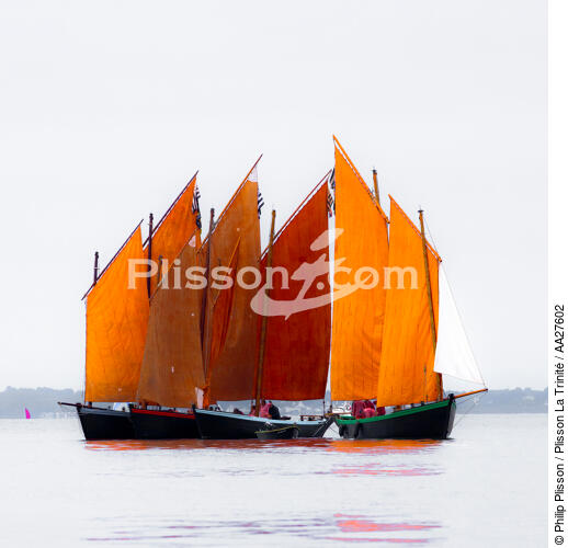 In the Bay - © Philip Plisson / Plisson La Trinité / AA27602 - Photo Galleries - Sinagot, traditional "Golfe du Morbihan" boat
