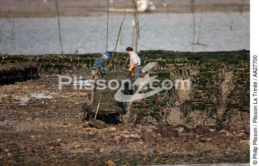 Oyster farming in Charente Maritime [AT] - © Philip Plisson / Plisson La Trinité / AA27700 - Photo Galleries - Aquaculture
