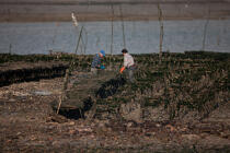 Oyster farming in Charente Maritime [AT] © Philip Plisson / Plisson La Trinité / AA27701 - Photo Galleries - From Ré island to La Coubre Point