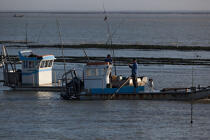Oyster farming in Charente Maritime [AT] © Philip Plisson / Plisson La Trinité / AA27705 - Photo Galleries - Oyster bed