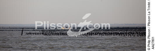 Aix island - © Philip Plisson / Plisson La Trinité / AA27801 - Photo Galleries - Shellfish farming