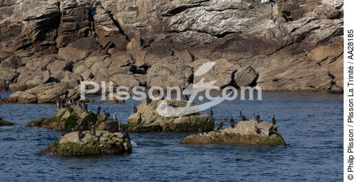 Le Pilier island - © Philip Plisson / Plisson La Trinité / AA28185 - Photo Galleries - Seabird