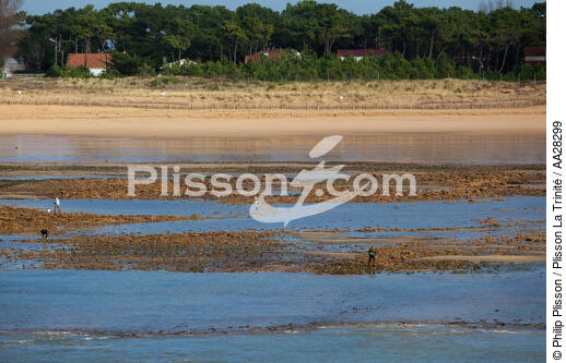 La-Tranche-sur-mer - © Philip Plisson / Plisson La Trinité / AA28299 - Nos reportages photos - Pêche à pied