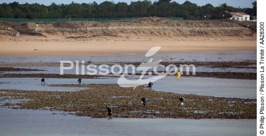 La-Tranche-sur-mer - © Philip Plisson / Plisson La Trinité / AA28300 - Photo Galleries - Types of fishing