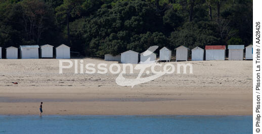 Noirmontier,le bois de la Chaise - © Philip Plisson / Plisson La Trinité / AA28426 - Nos reportages photos - De Noirmoutier à l'anse de l'Aiguillon