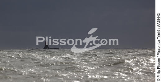 Bourgneuf bay - © Philip Plisson / Plisson La Trinité / AA28442 - Photo Galleries - Buoys and beacons