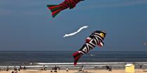 International Meetings of kites in Berck sur Mer [AT] © Philip Plisson / Plisson La Trinité / AA28655 - Photo Galleries - Nord-Pas-de-Calais