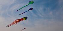 International Meetings of kites in Berck sur Mer [AT] © Philip Plisson / Plisson La Trinité / AA28657 - Photo Galleries - Non-nautical sports