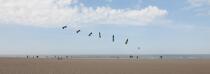 International Meetings of kites in Berck sur Mer [AT] © Philip Plisson / Plisson La Trinité / AA28689 - Photo Galleries - Pas de Calais