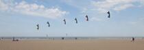 International Meetings of kites in Berck sur Mer [AT] © Philip Plisson / Plisson La Trinité / AA28691 - Photo Galleries - Nord-Pas-de-Calais