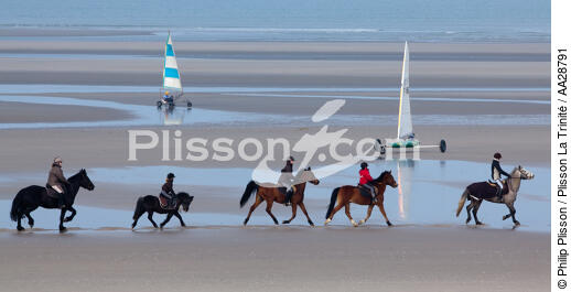 Sur la plage au Touquet - © Philip Plisson / Plisson La Trinité / AA28791 - Nos reportages photos - Mammifère