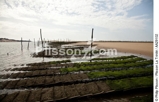 The Arguin sand banc - © Philip Plisson / Plisson La Trinité / AA29102 - Photo Galleries - Oyster farming