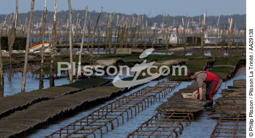 Basin of arcachon - © Philip Plisson / Plisson La Trinité / AA29138 - Photo Galleries - Oyster farming