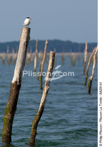 Bassin d'Arcachon - © Philip Plisson / Plisson La Trinité / AA29141 - Nos reportages photos - Arcachon [Bassin d']