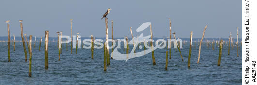 Bassin d'Arcachon - © Philip Plisson / Plisson La Trinité / AA29143 - Nos reportages photos - Conchyliculture
